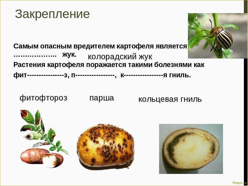 Болезни картофеля: причины, симптомы, методы лечения