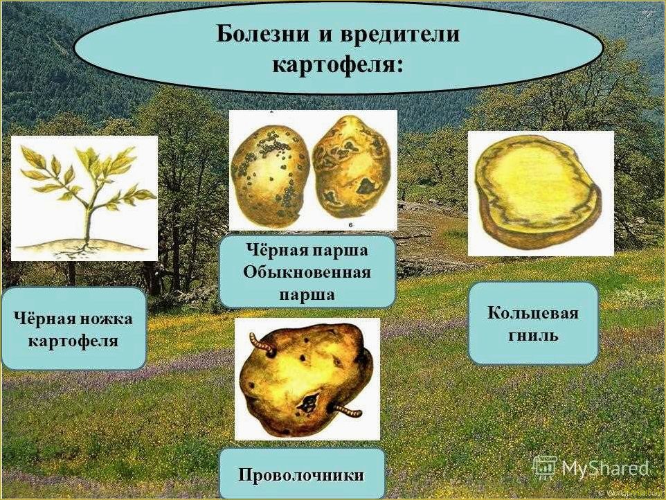 Болезни картофеля: причины, симптомы, методы лечения