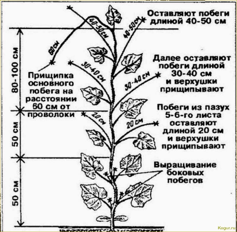 Выращивание огурдыни на дачном участке — интересное задание для новичков