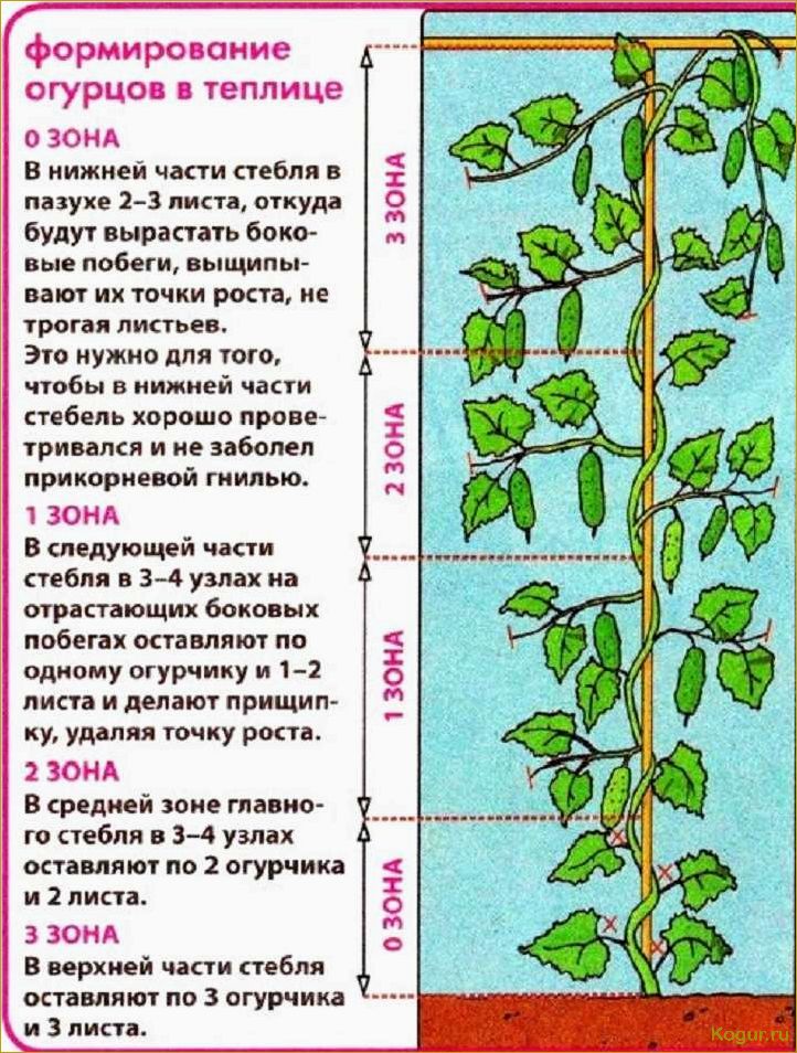 Выращивание огурдыни на дачном участке — интересное задание для новичков