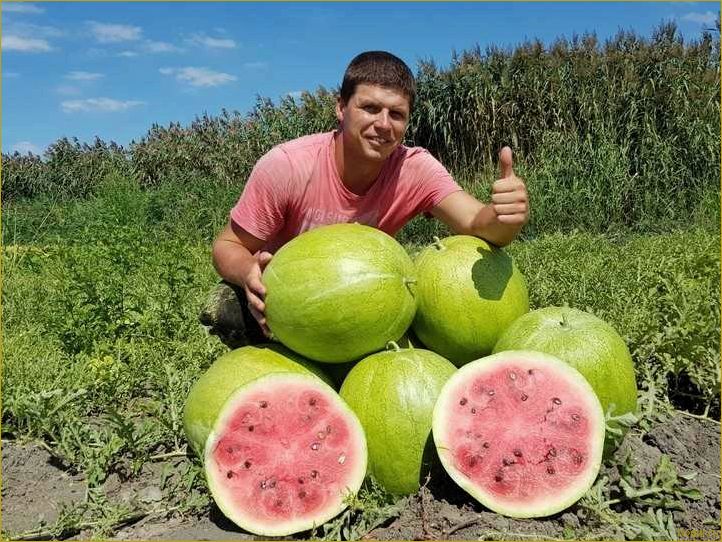 Астраханские арбузы: все, что вам нужно знать!