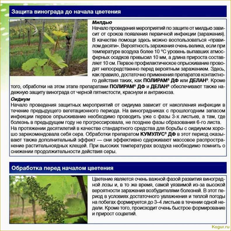 Изображения, подробное описание и эффективные методы борьбы с вредителями виноградных кустов