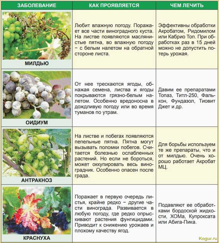 Изображения, подробное описание и эффективные методы борьбы с вредителями виноградных кустов
