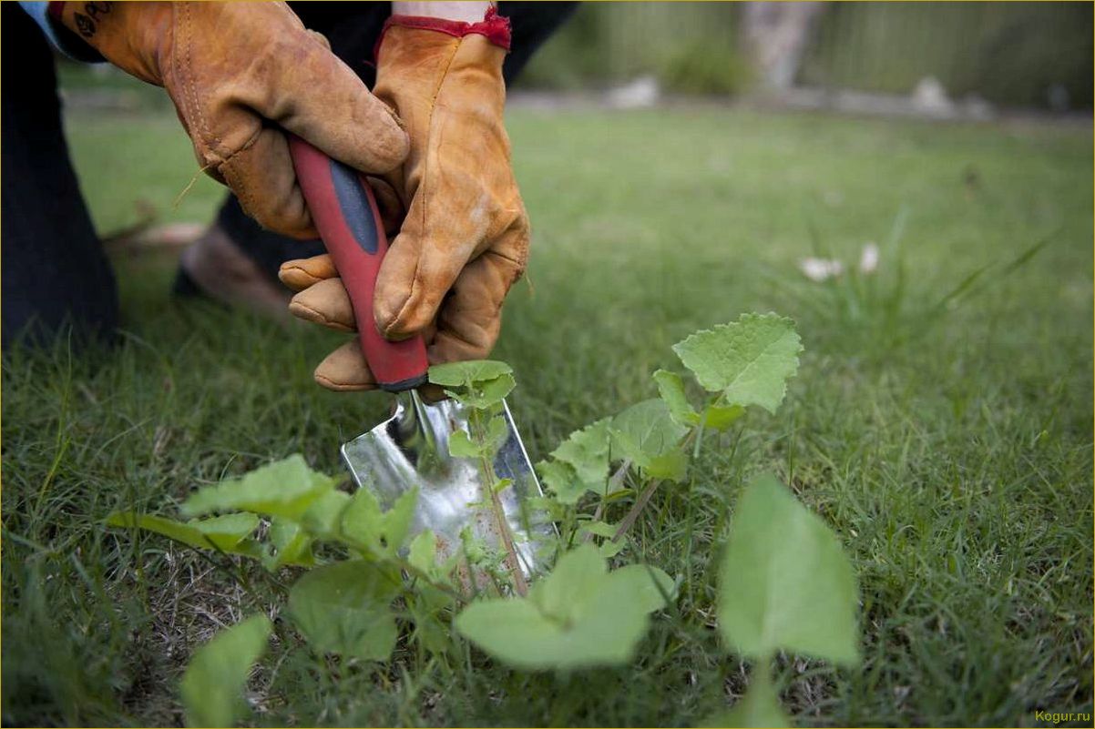 Как избавиться от сорняков на огороде: лучшие методы и средства