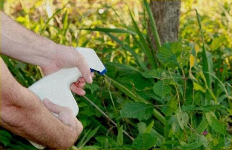 Как избавиться от сорняков на огороде: лучшие методы и средства