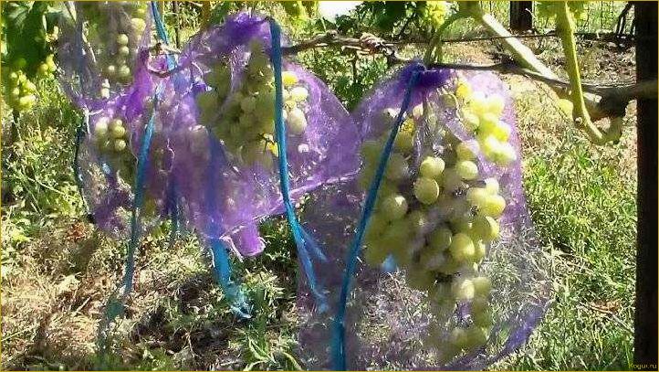 Как избавиться от ос на винограднике и сохранить урожай