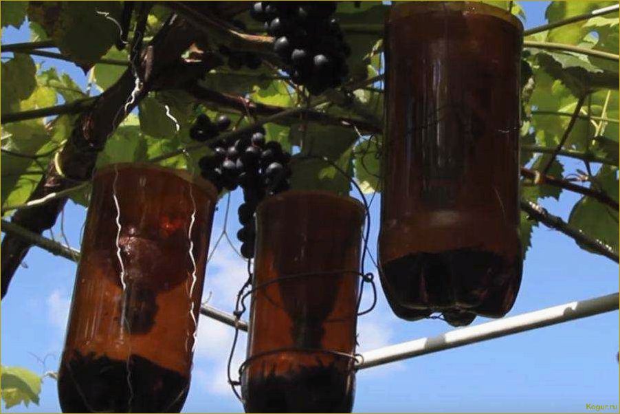 Как избавиться от ос на винограднике и сохранить урожай