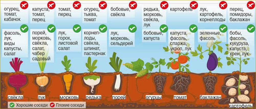 Как правильно пересаживать крыжовник — советы дачника