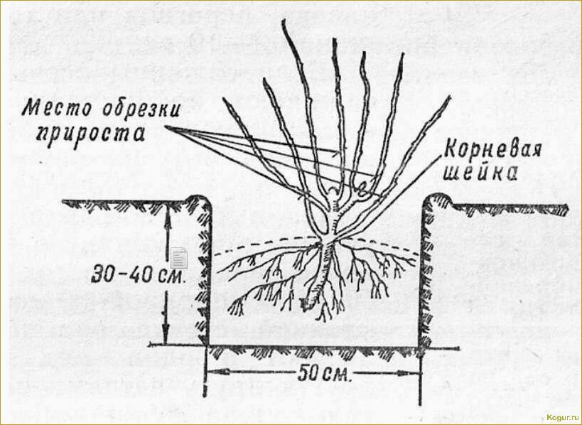 Как правильно пересаживать крыжовник — советы дачника