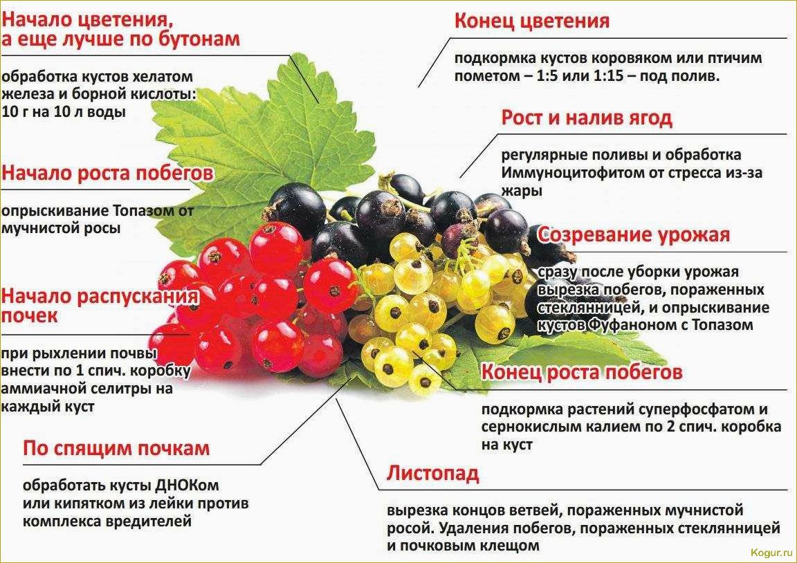 Как правильно пересаживать крыжовник — советы дачника