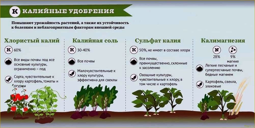 Как использовать костную муку в качестве удобрения без вреда для растений