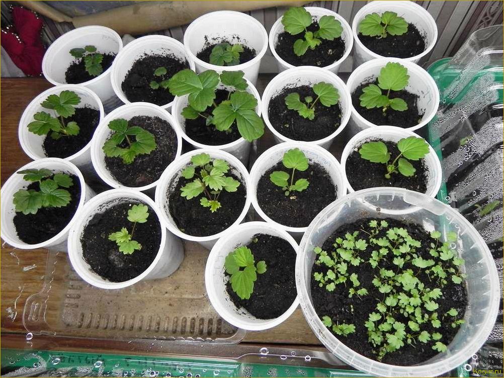 Как вырастить рассаду клубники из семян самостоятельно