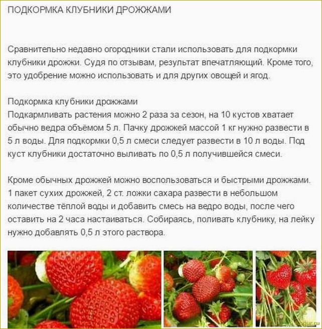 Как сажать клубнику — секреты возделывания вкусных ягод