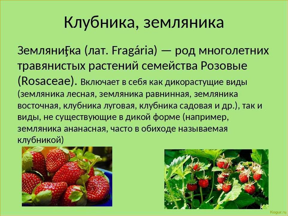 Как сажать клубнику — секреты возделывания вкусных ягод