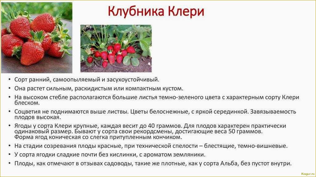 Как сажать клубнику — секреты возделывания вкусных ягод