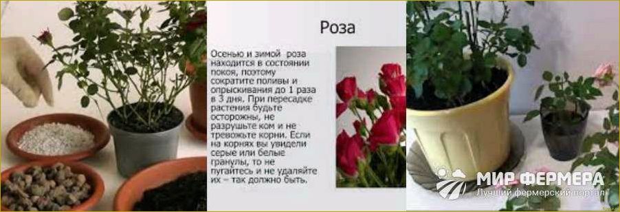 Уход за домашней розой: полезные советы и рекомендации