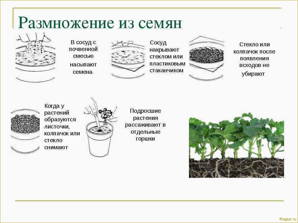 Как вырастить фенхель на даче: посадка, размножение, уход за растениями