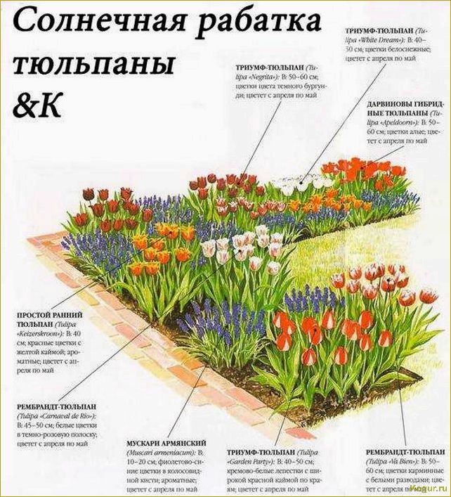 Как создать клумбу из многолетников для начинающих: советы и рекомендации