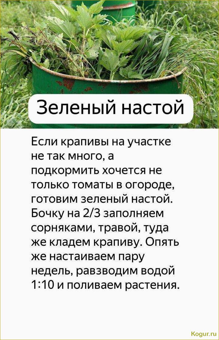 Крапива как удобрение для растений: особенности, правила применения, рецепты приготовления подкормок