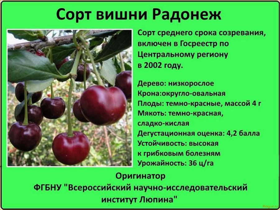 Крупноплодный сорт черешни Бычье сердце для дачников средней полосы России