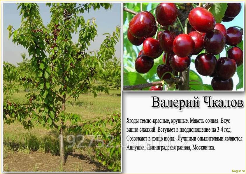 Крупноплодный сорт черешни Бычье сердце для дачников средней полосы России