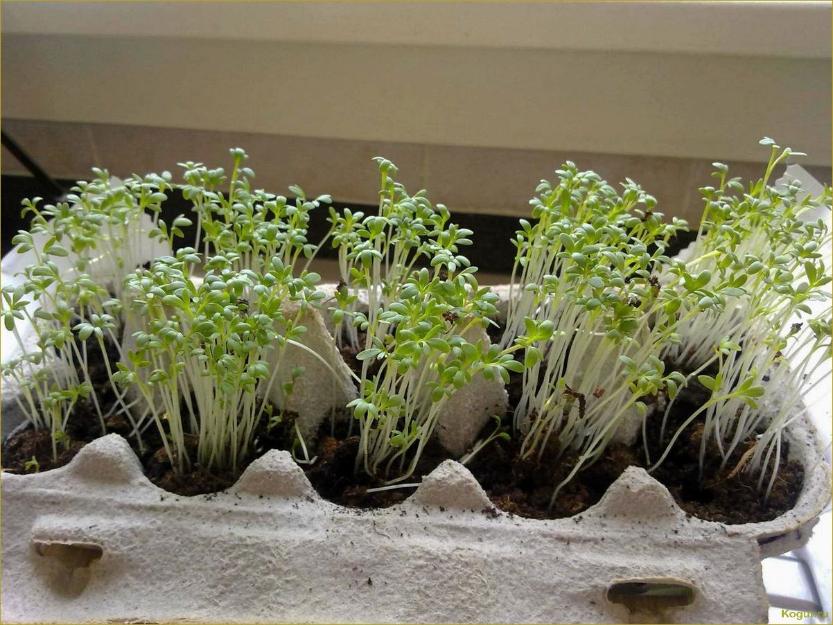 Выращивание кресс салата в домашних условиях: советы и рекомендации