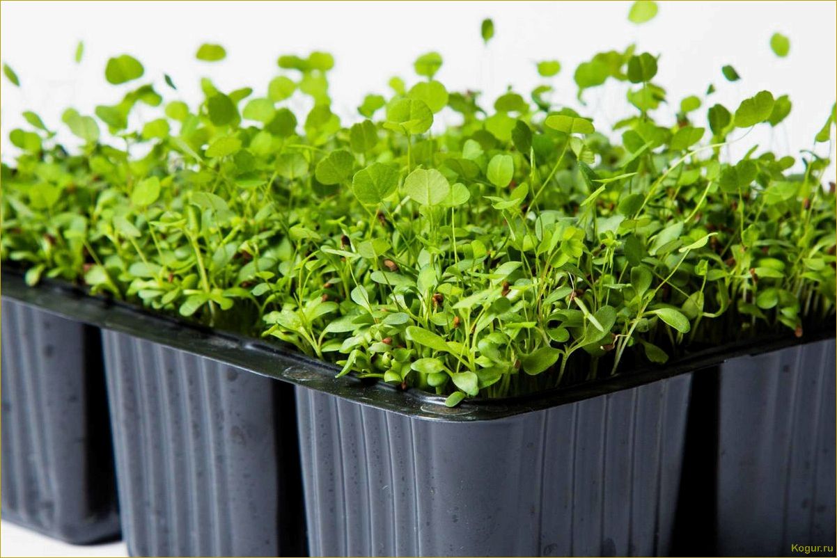 Выращивание кресс салата в домашних условиях: советы и рекомендации