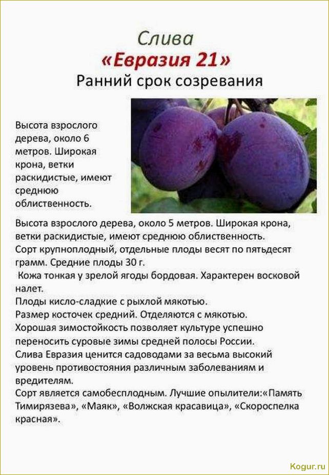 Подробное описание сорта Евразия: узнайте все о его особенностях и преимуществах