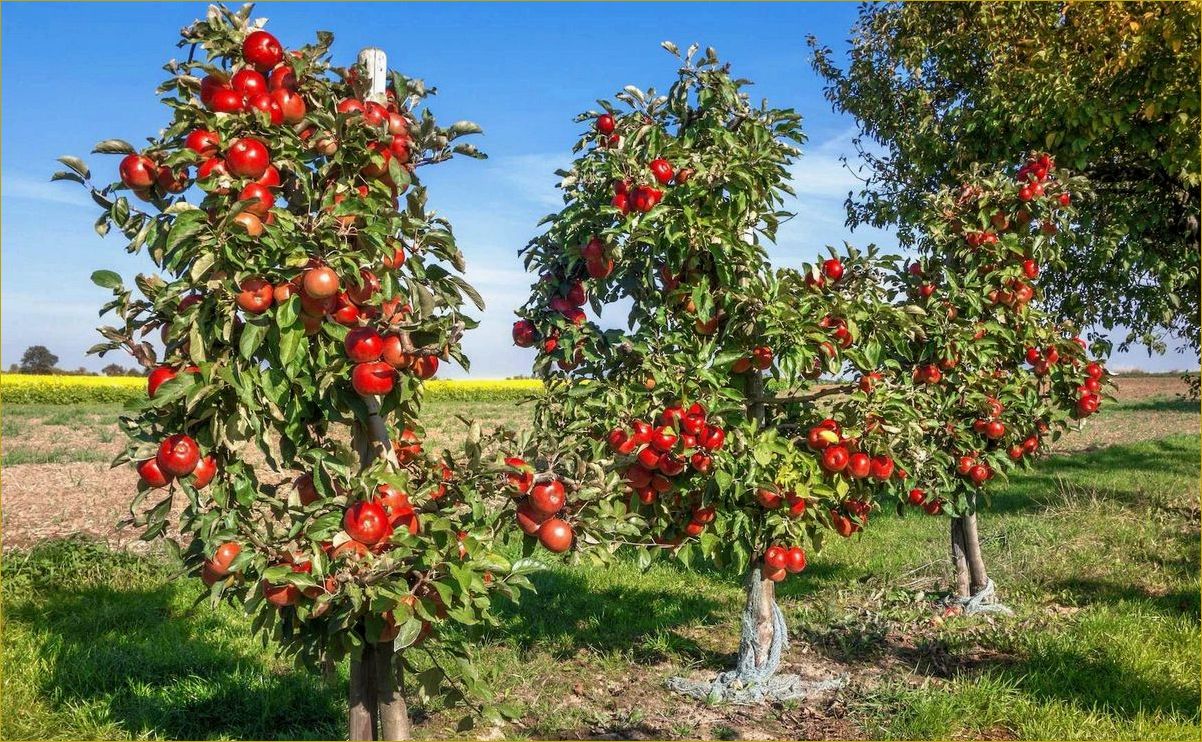 Плодовые деревья для сада — яблоня Глостер