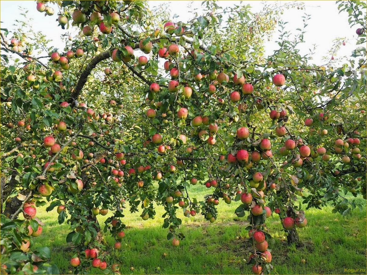 Плодовые деревья для сада — яблоня Глостер