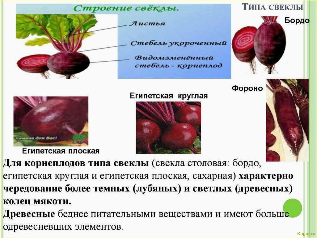 Польза свеклы для здоровья человека при регулярном потреблении