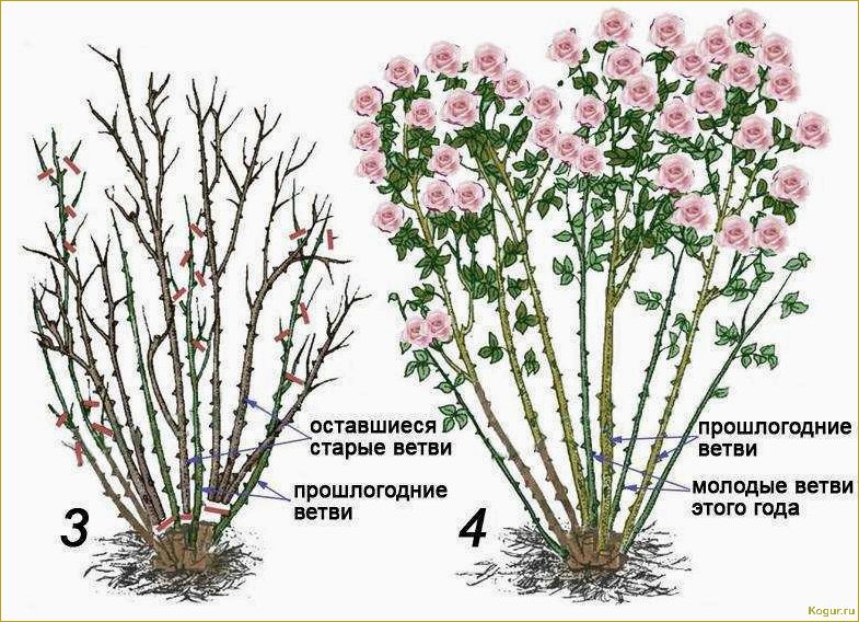 Посадка и уход за плетистой розой Нью Доун на даче: советы и рекомендации