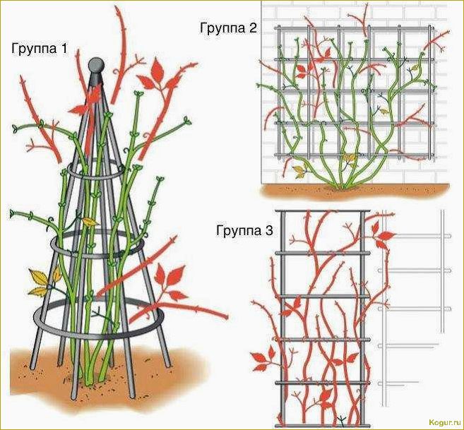 Посадка и уход за плетистой розой Нью Доун на даче: советы и рекомендации