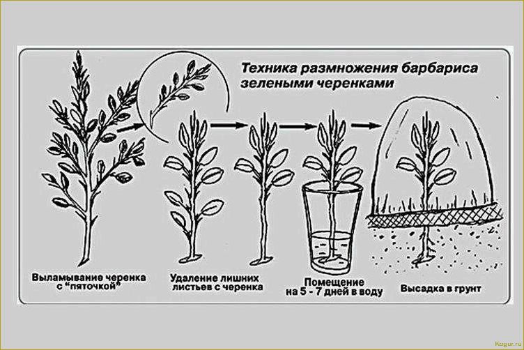 Размножение форзиции черенками весной и летом: советы опытных дачников