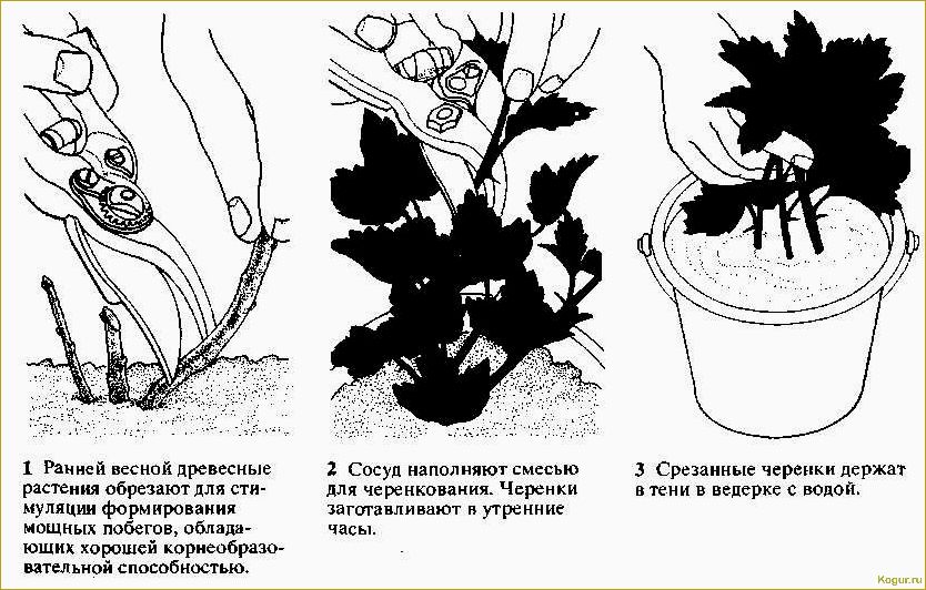 Размножение форзиции черенками весной и летом: советы опытных дачников