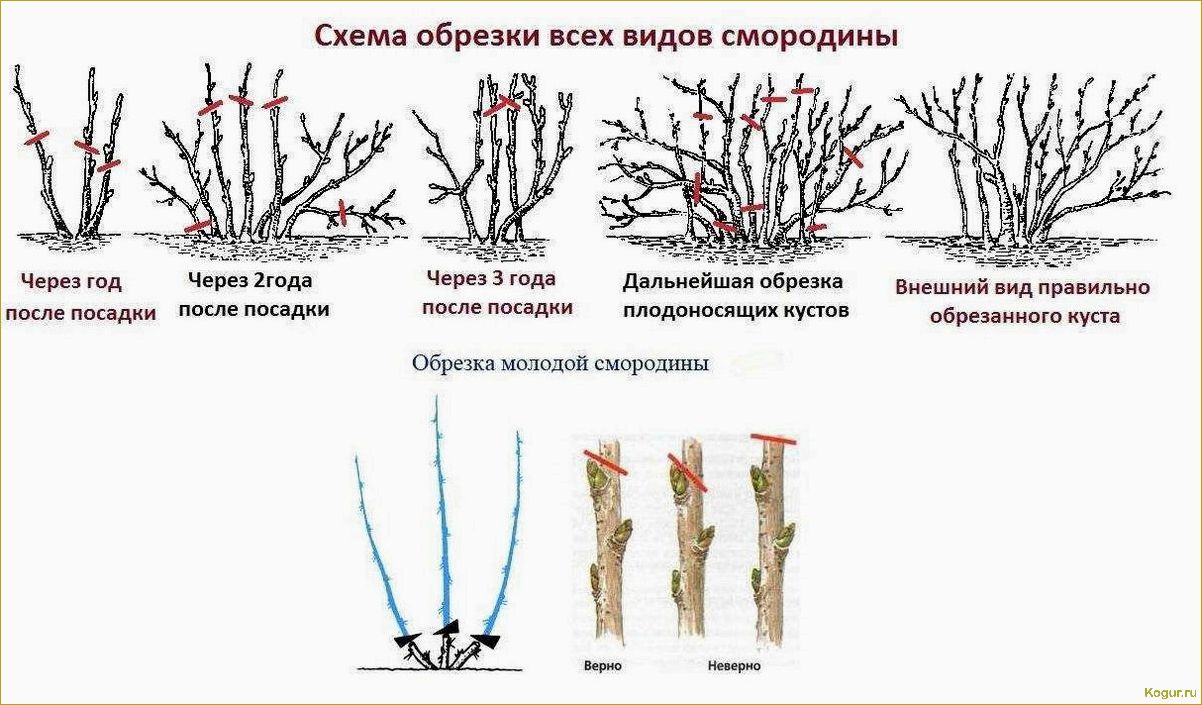 Размножение форзиции черенками весной и летом: советы опытных дачников