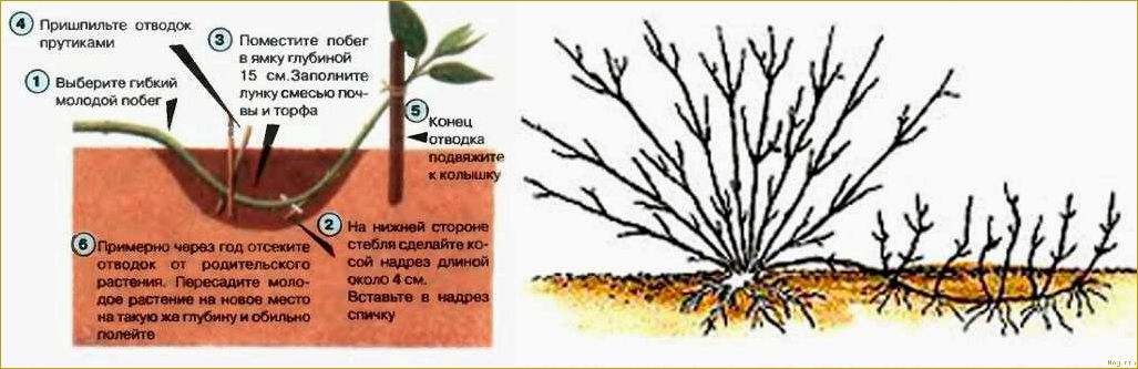 Размножение форзиции черенками весной и летом: советы опытных дачников