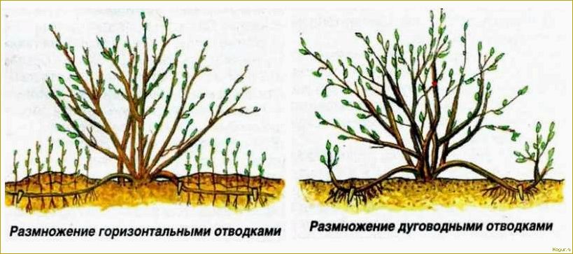 Размножение форзиции черенками весной и летом: советы опытных дачников