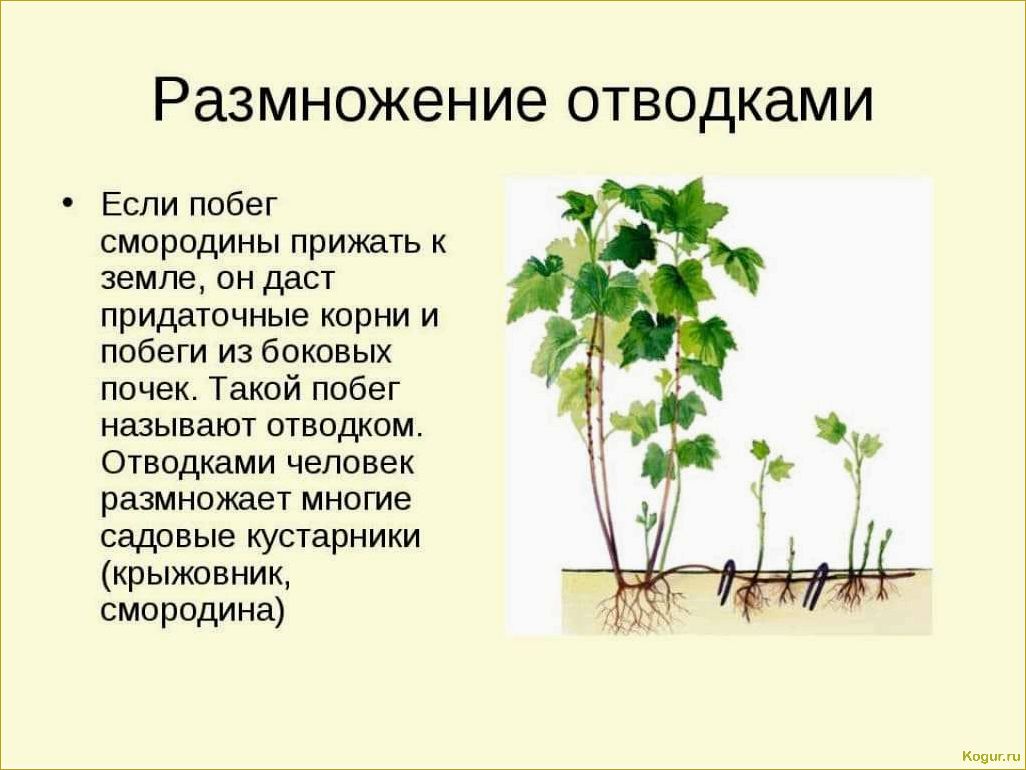 Размножение форзиции черенками весной и летом: советы опытных дачников