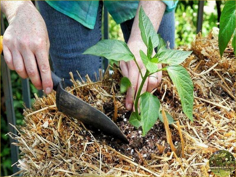 Секреты и тонкости полива лука в открытом грунте для получения щедрого урожая