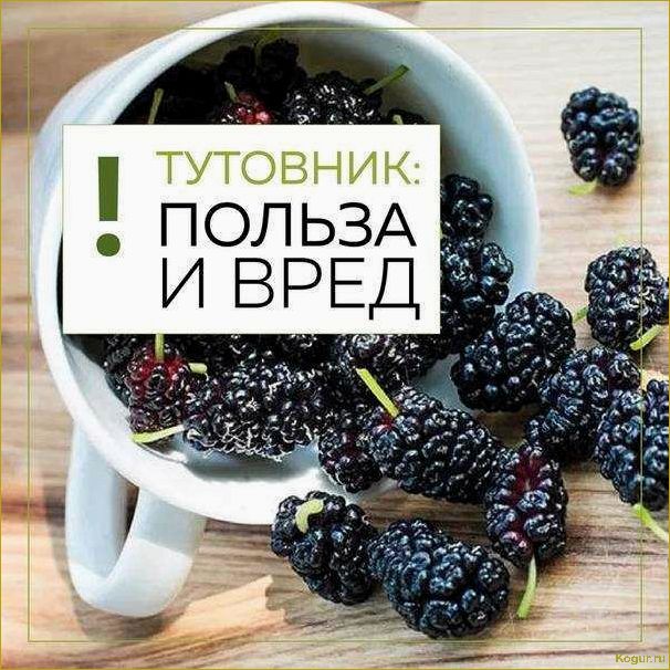 Шелковица белая порадует вас вкусными сочными ягодами