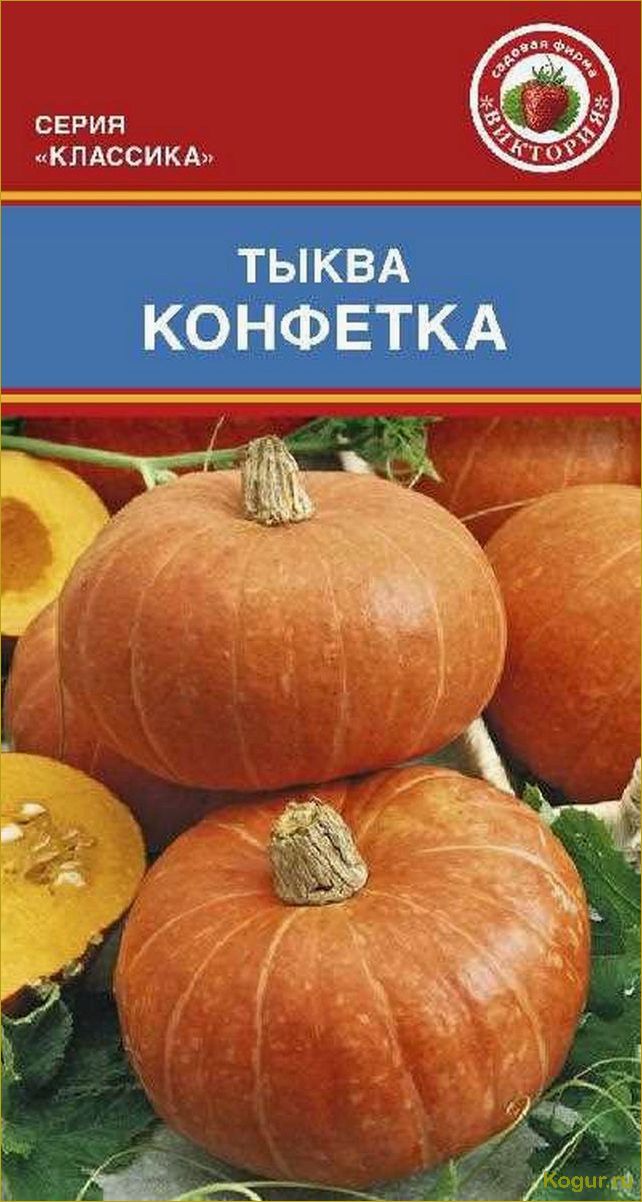 Тыква Конфетка — чудесный сорт с карамельными плодами