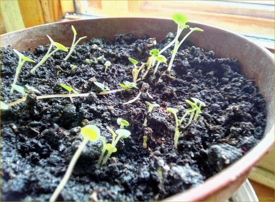 Как вырастить базилик из семян в домашних условиях: пошаговая инструкция