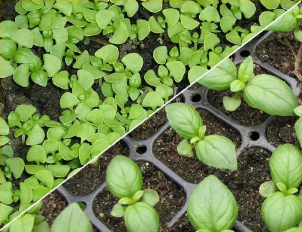 Как вырастить базилик из семян в домашних условиях: пошаговая инструкция