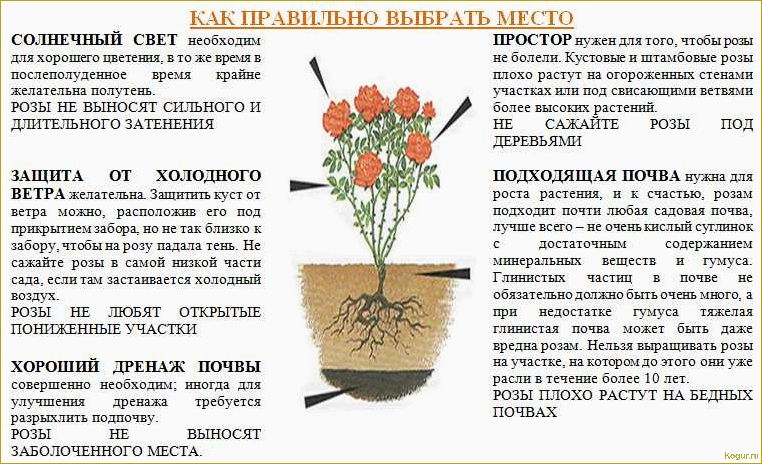 Увлекательная посадка и уход за шиповником морщинистым