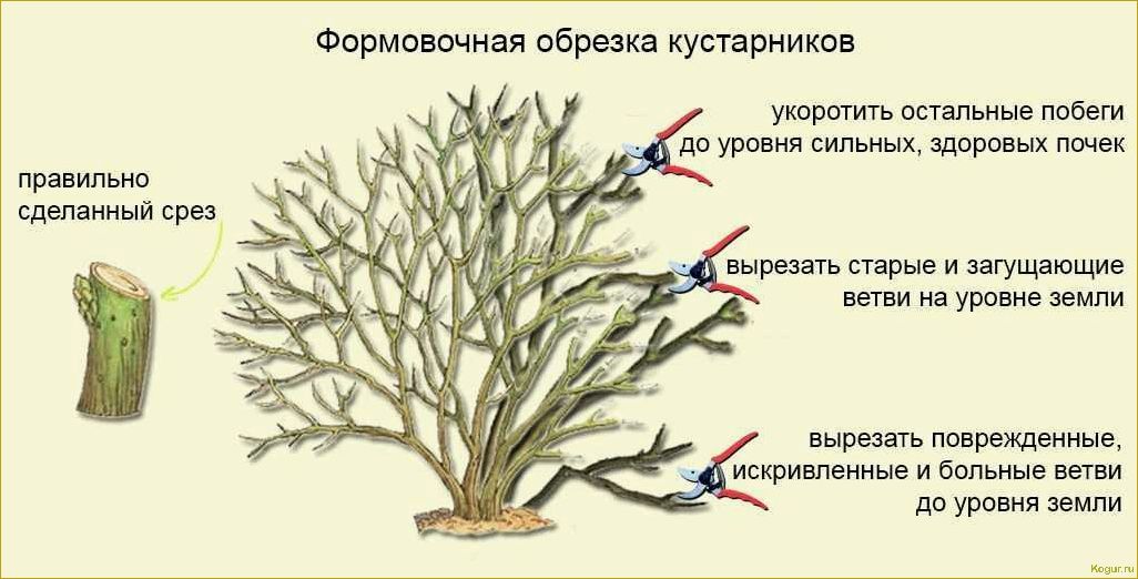 Увлекательная посадка и уход за шиповником морщинистым