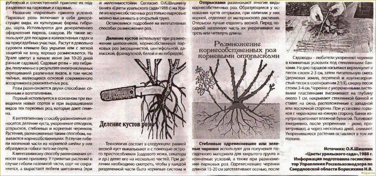 Увлекательная посадка и уход за шиповником морщинистым