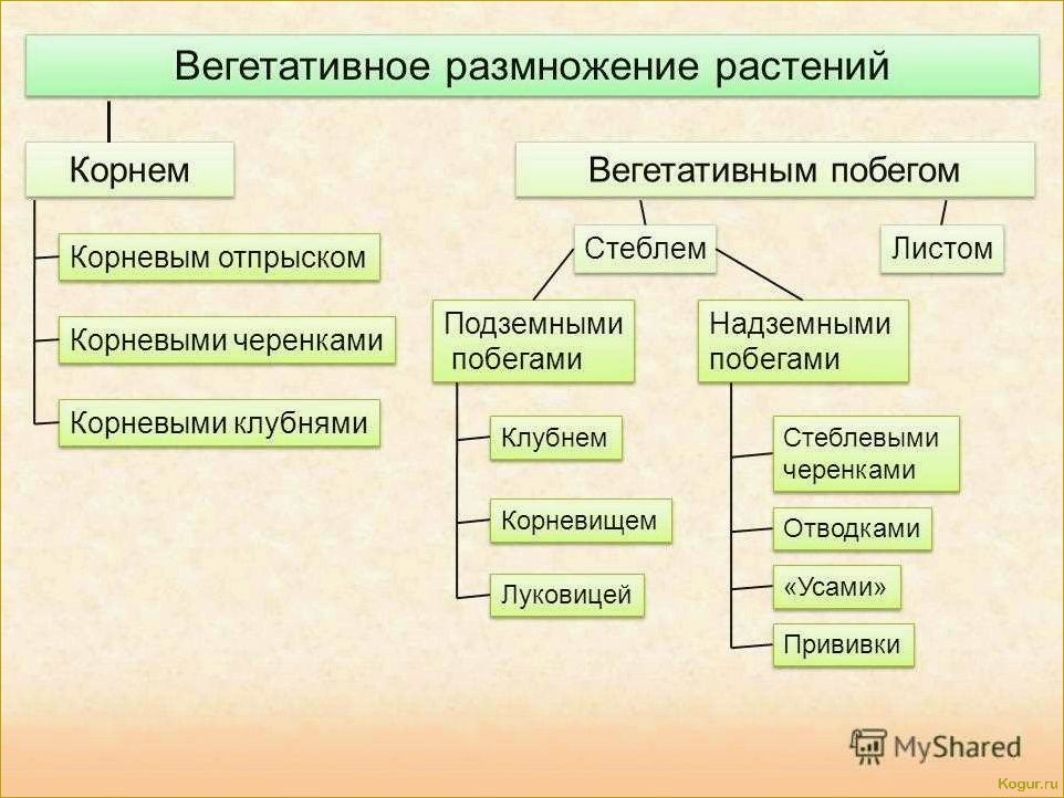 Изучаем все аспекты вегетативного размножения с помощью фитостимулятора Корневин: преимущества и техники применения.