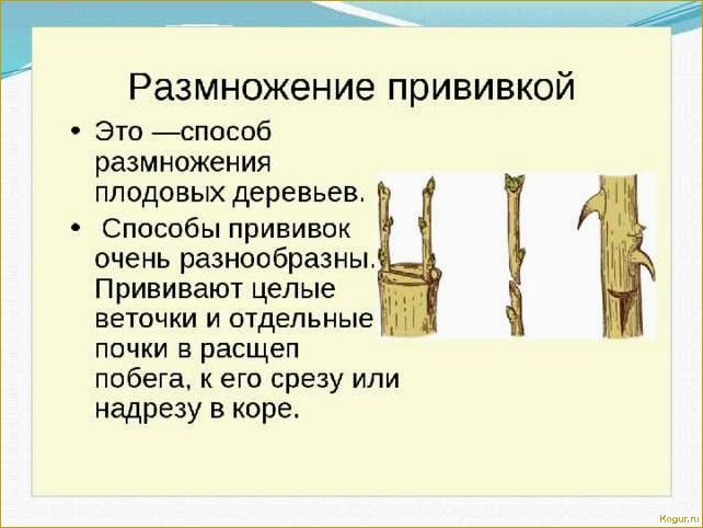 Изучаем все аспекты вегетативного размножения с помощью фитостимулятора Корневин: преимущества и техники применения.