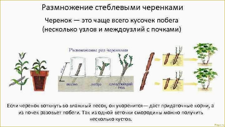 Изучаем все аспекты вегетативного размножения с помощью фитостимулятора Корневин: преимущества и техники применения.